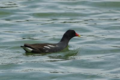 Poule-d'eau