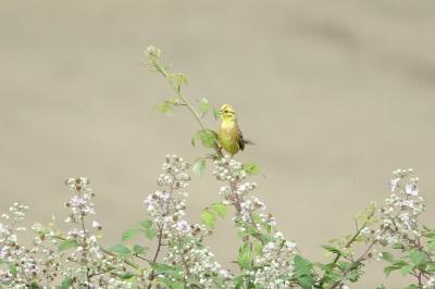 Bruant jaune