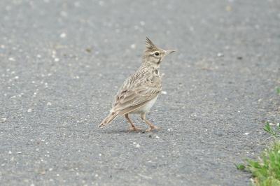 Cochevis huppé