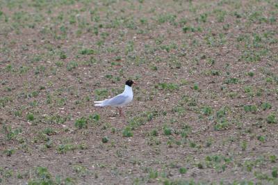 Mouette mélanocéphale