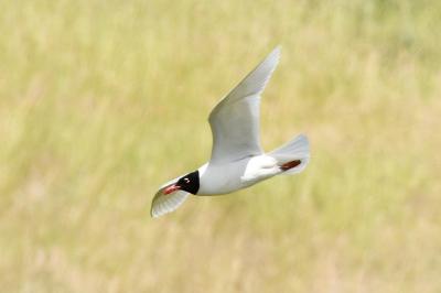 Mouette mélanocéphale