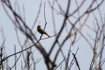 Bruant jaune
