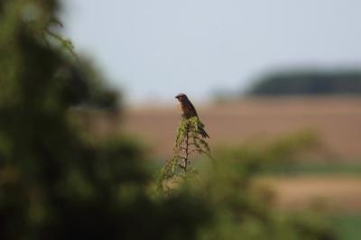Linotte mélodieuse