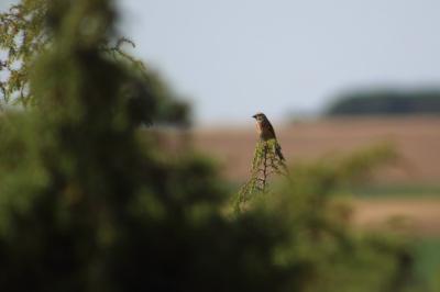 Linotte mélodieuse