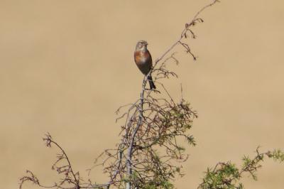 Linotte mélodieuse