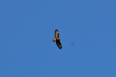 Buse variable
