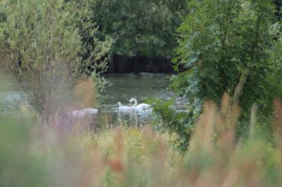 Cygne tuberculé