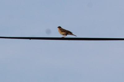 Pipit des arbres