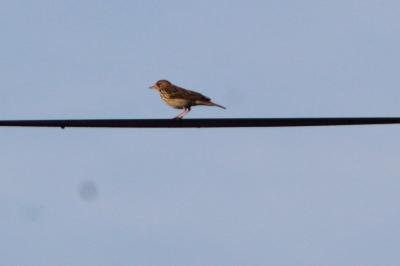 Pipit des arbres