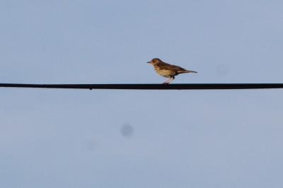 Pipit des arbres