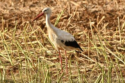 Cigogne blanche