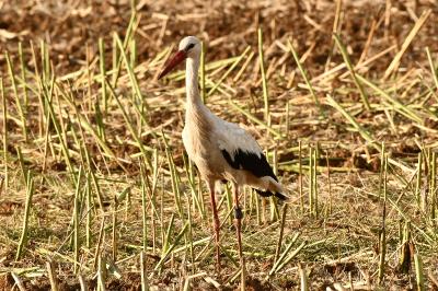 Cigogne blanche