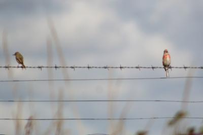 Linotte mélodieuse