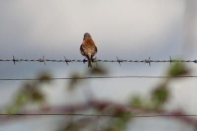 Linotte mélodieuse