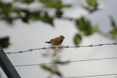 Moineau domestique