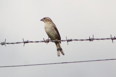 Moineau domestique