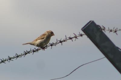 Moineau domestique