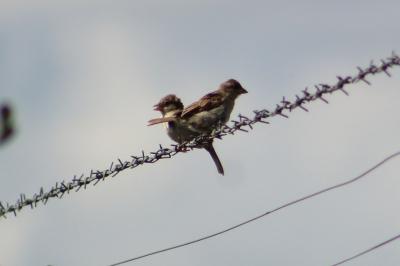 Moineau domestique