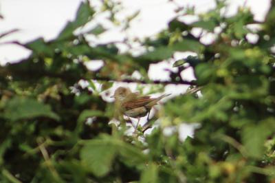 Fauvette grisette