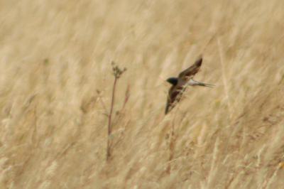 Hirondelle rustique