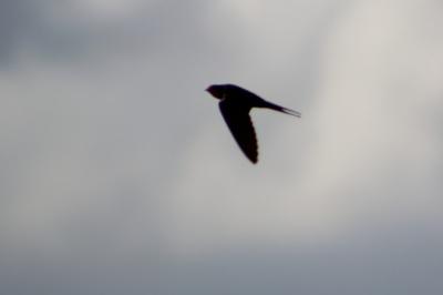 Hirondelle rustique