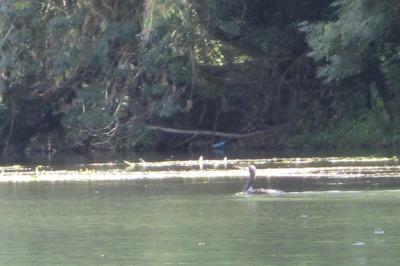 Grand Cormoran