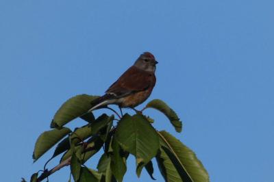 Linotte mélodieuse