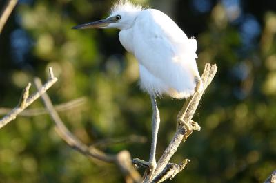 Aigrette garzette