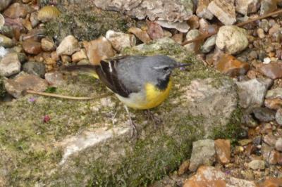 Bergeronnette des ruisseaux