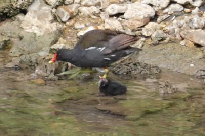 Poule-d'eau