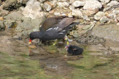 Poule-d'eau