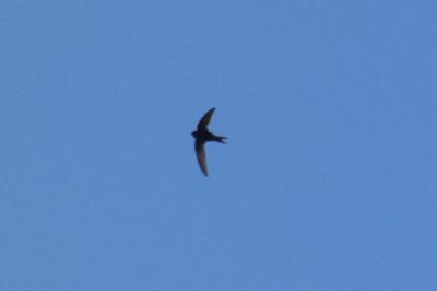 Martinet noir