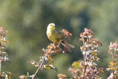 Bruant jaune