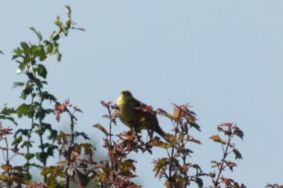 Bruant jaune