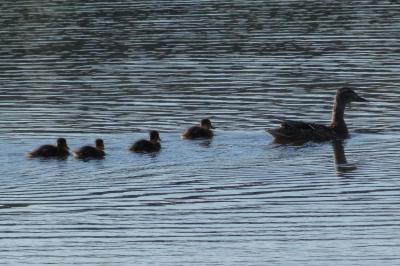 Canard colvert