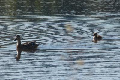 Canard colvert