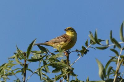 Bruant jaune