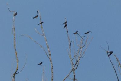 Hirondelle rustique