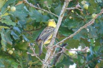 Bruant jaune