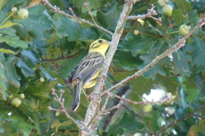 Bruant jaune