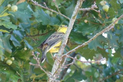 Bruant jaune