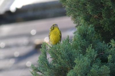 Serin cini