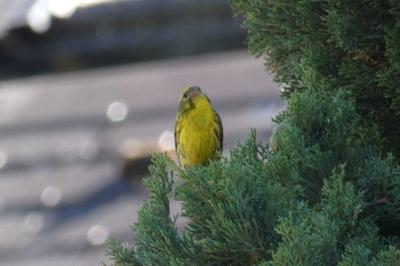 Serin cini