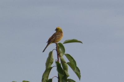 Bruant jaune