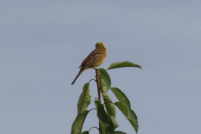 Bruant jaune