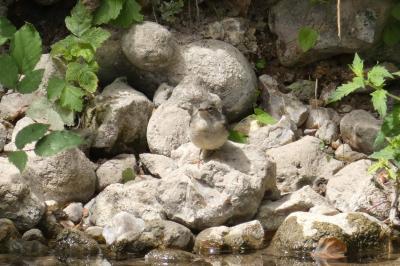 Bergeronnette des ruisseaux