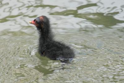 Poule-d'eau