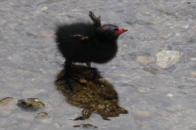 Poule-d'eau