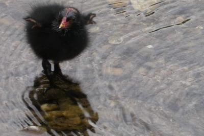 Poule-d'eau