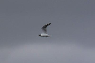 Mouette rieuse